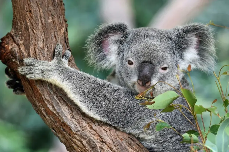 Australiaの留学ニュース